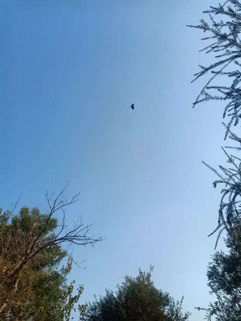 Birds flight among wood