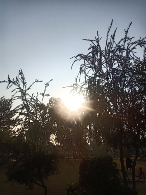 Sunset through a plant