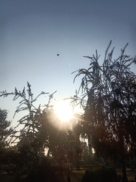 Sunset in a garden with a plant 