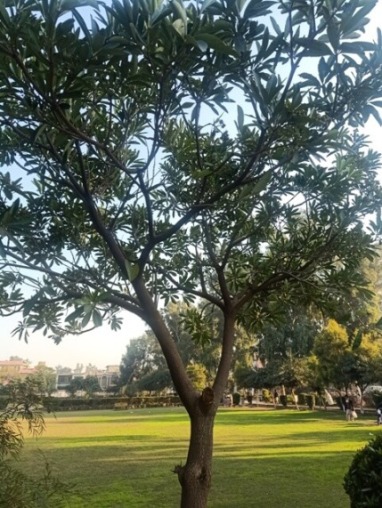 A garden with a beautiful tree 