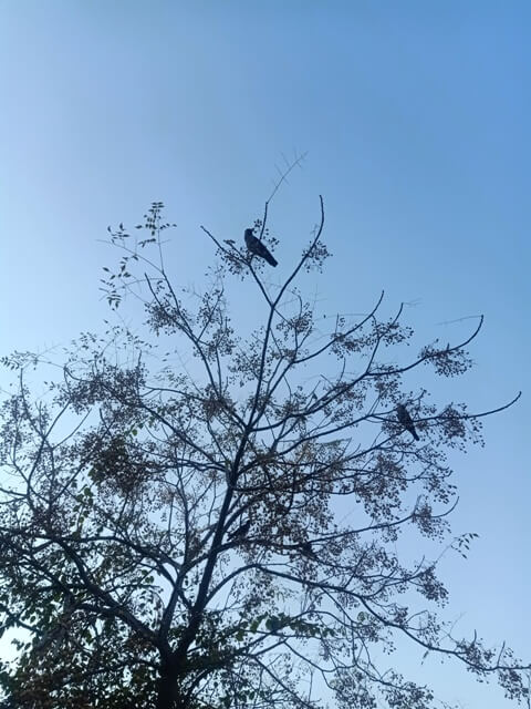 Corvus splendens on a tree