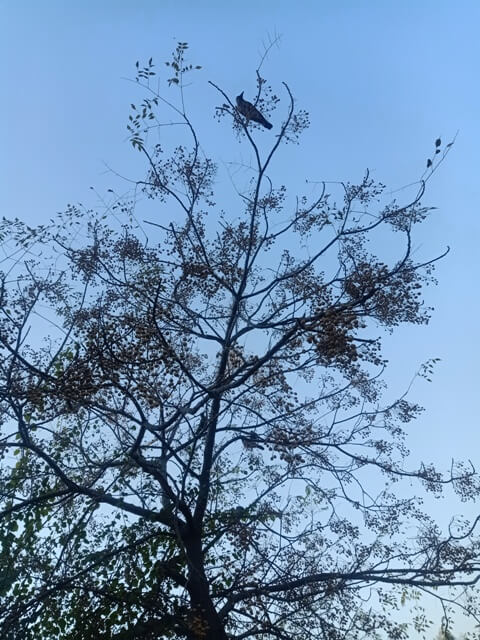 A tree with a crow 