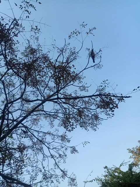 Crow on a tree branch 