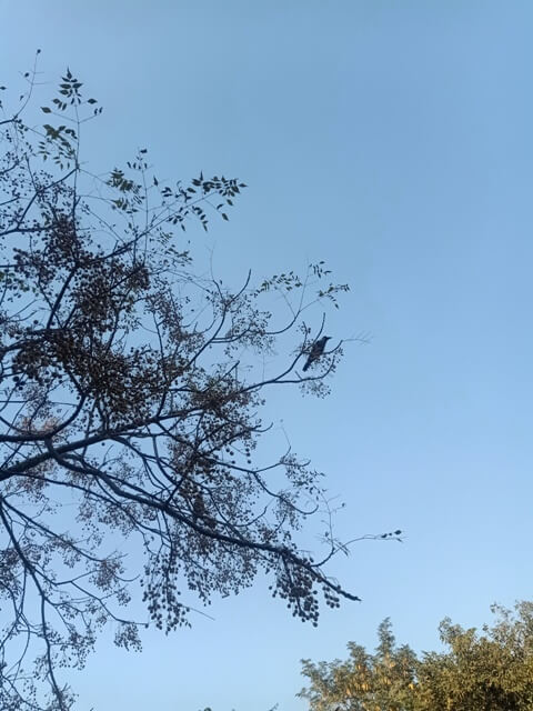 Corvus splendens on a tree