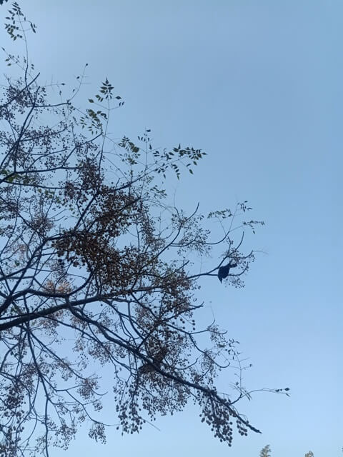 A tree branch and a bird 