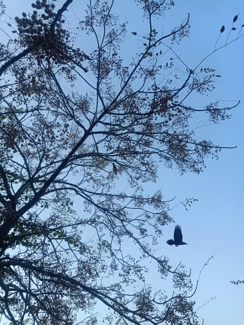 Crow flight 