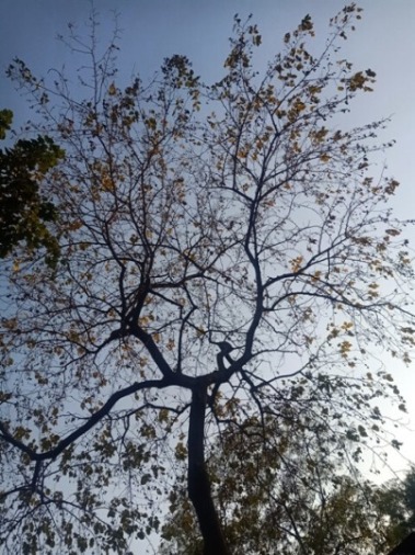 Beautiful pattern of a tree 