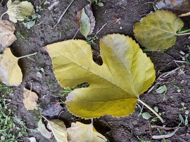 Beautiful leaf on the ground