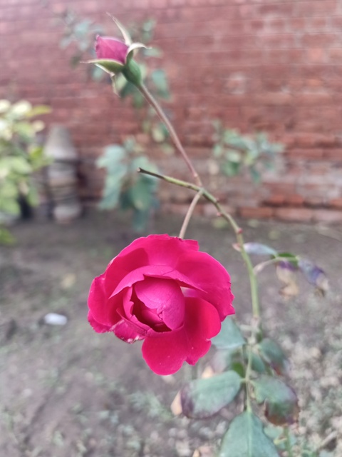 A rose plant 