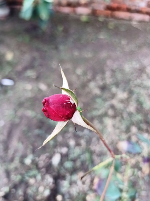 A rose bud with a spider on it 