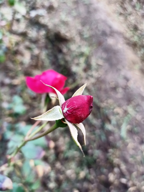 Red rose bud and a spider 