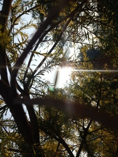 Sun shines through a plant 