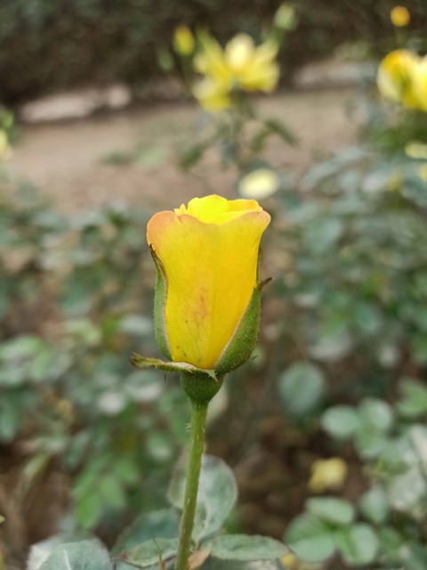 Yellow rose bud 