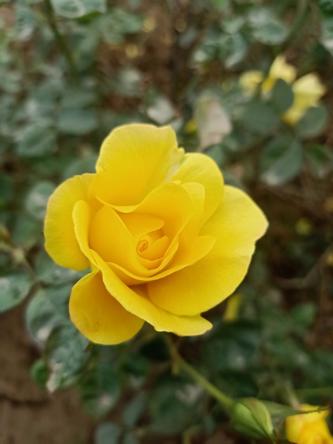 Yellow rose blooms 