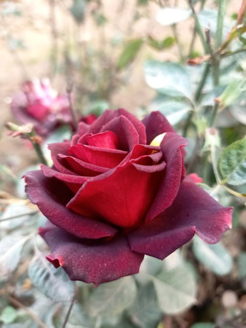 Red rose petals 