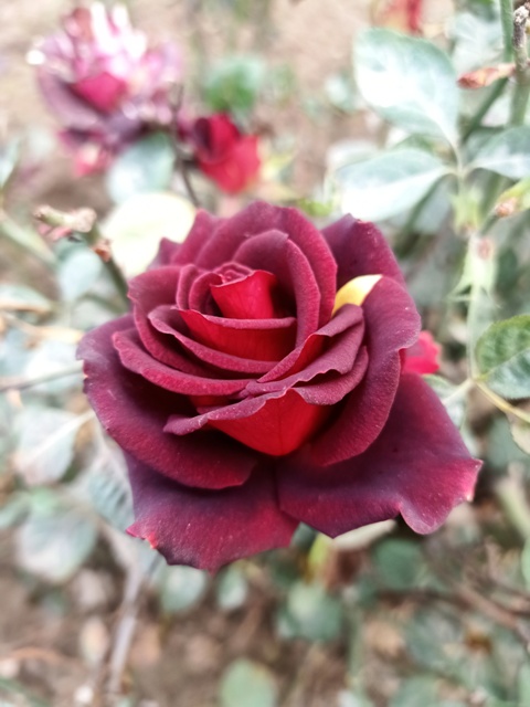 Attractive red rose garden 