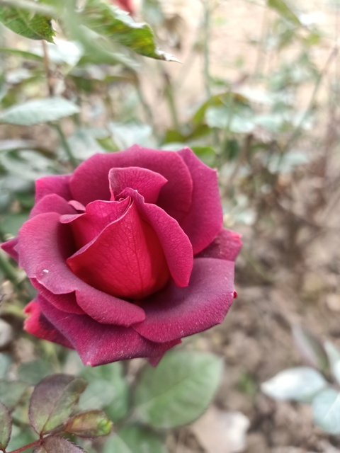 Beautiful red rose 