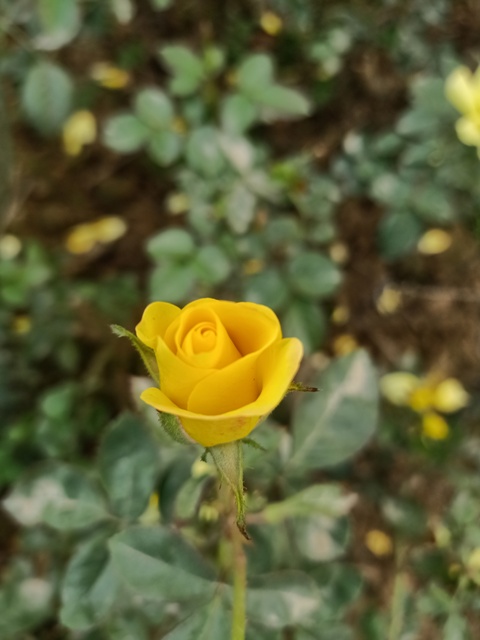 Attractive yellow rose 