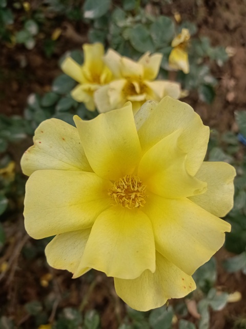 Attractive petals of yellow rose