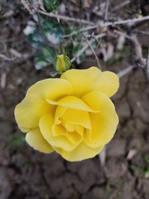 Yellow rose flower image 