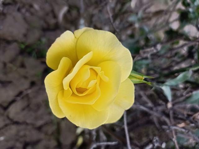Bloom of a yellow flower 