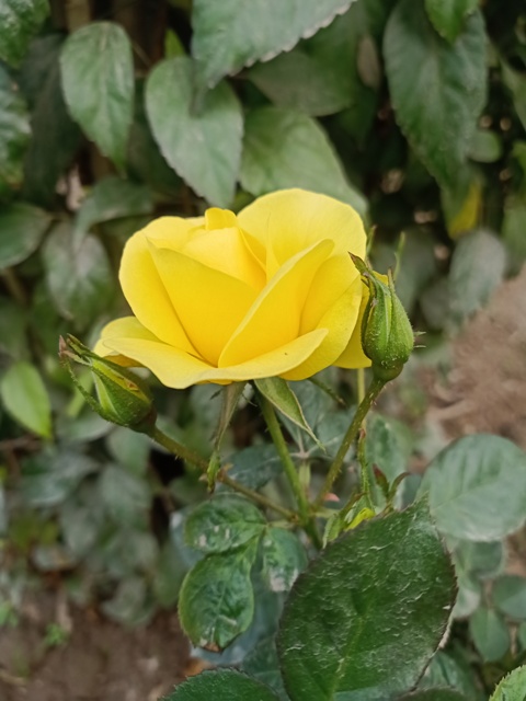 Yellow rose plant with a flower 