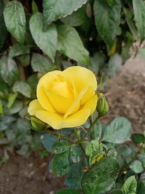 Beautiful yellow rose image 