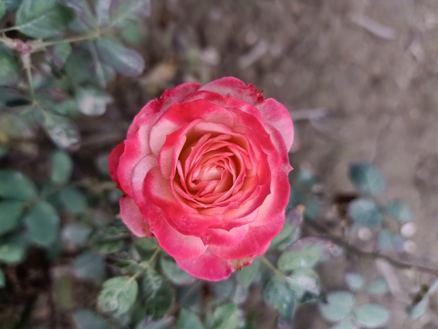 Pink rose top view 