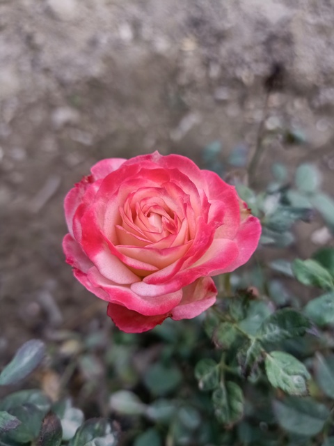 Attractive pink rose 