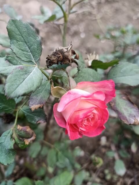 Rose plant with a rose bloom 