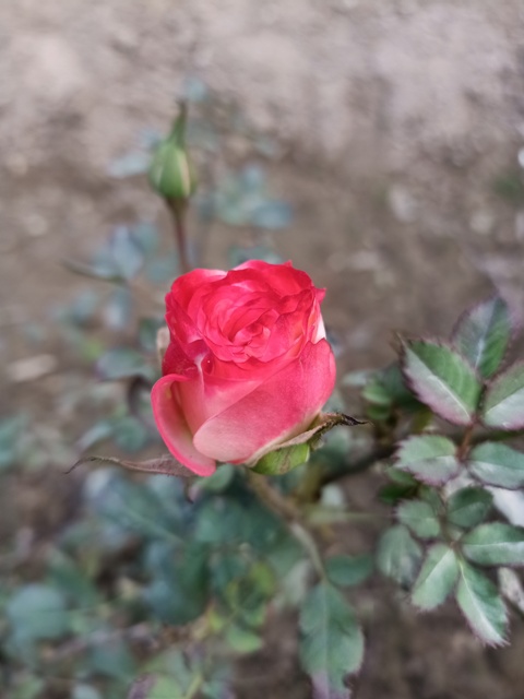 Rose in a garden 