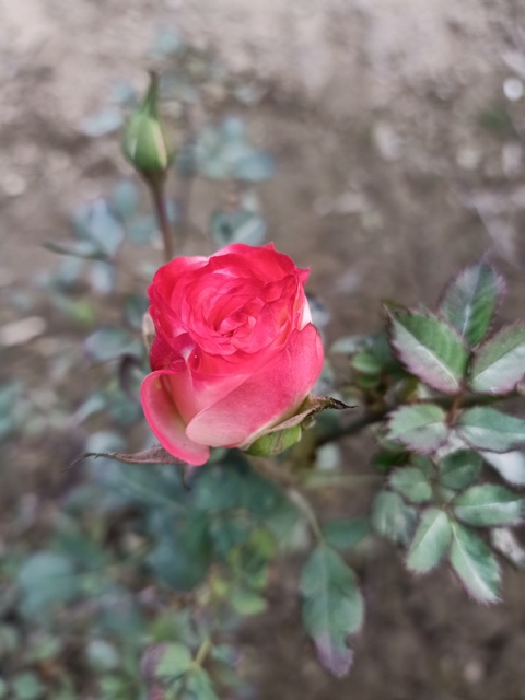 Pink rose and a bud 