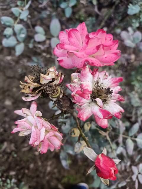 Rose plant in autumn 