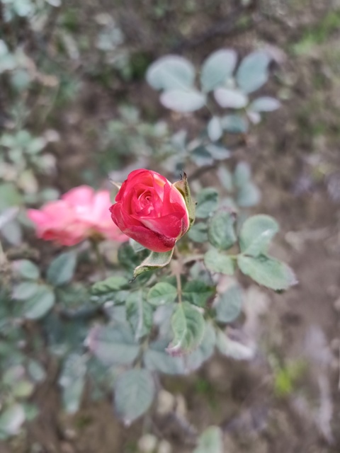 Tiny rose bud 