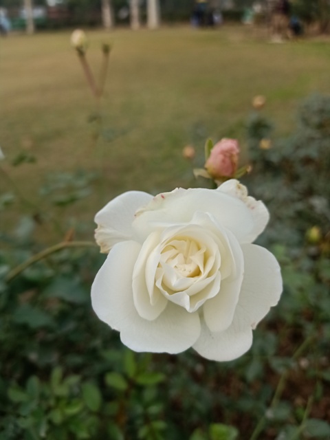 Rosa indica 