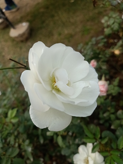 White rose 