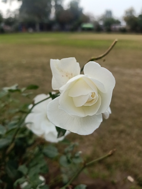 Attractive white rose
