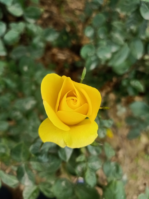 Yellow rose in spring 