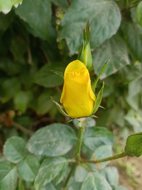 Yellow rose plant with a bud 