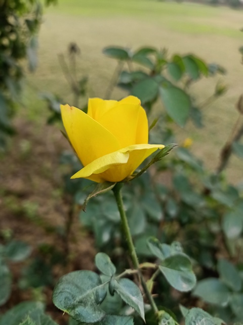 Bloom of a yellow rose 