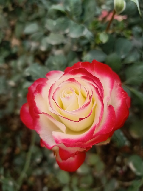 Red and white rose