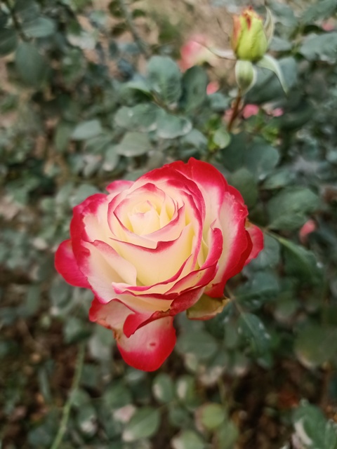 Red and white rose in a garden 