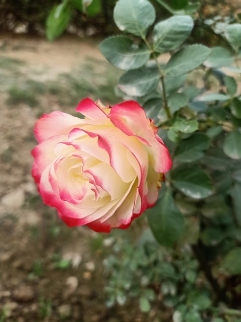 White rose with red marginal petals 