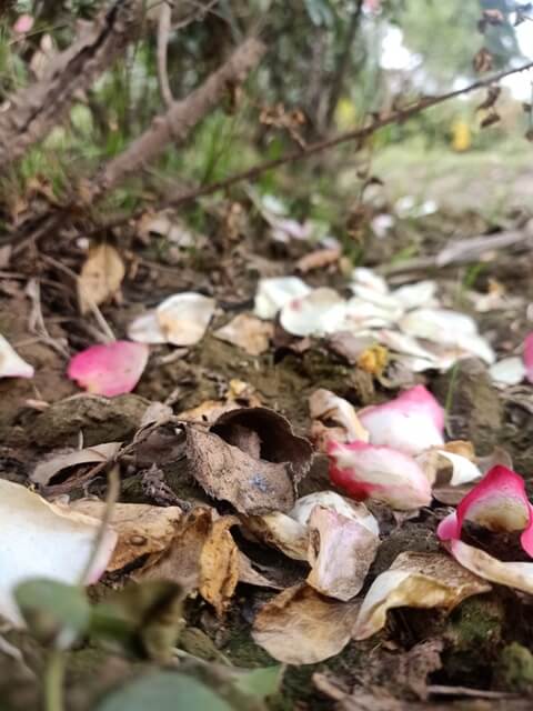 Decay of a rose flower petals 