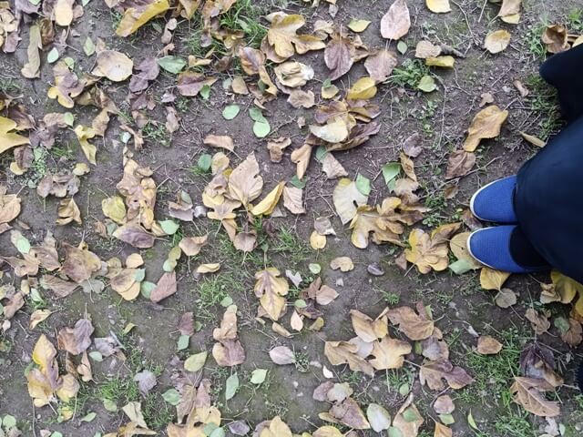 Attractive autumn leaves on the ground