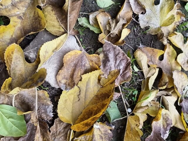 Decay of autumn leaves on the ground