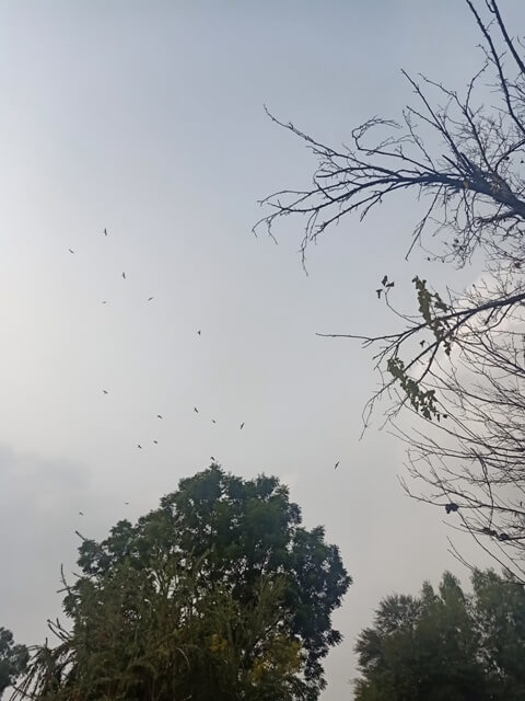 Black kites flight 