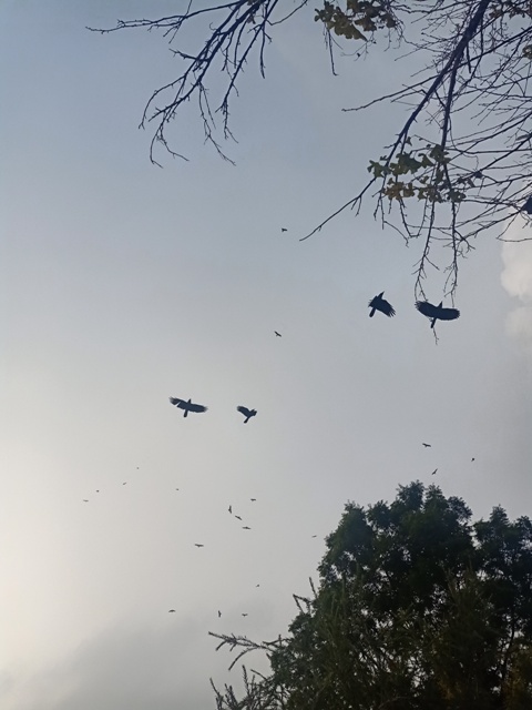 Crow flight 
