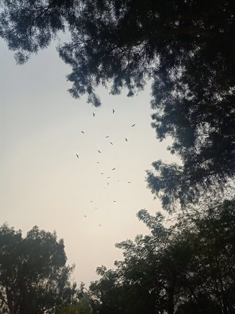 Black kite birds in the sky 