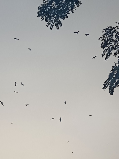Kite birds soaring in the sky 